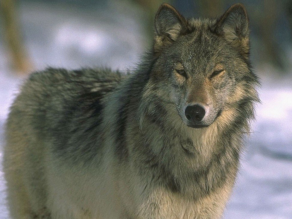 Игорь волк фото
