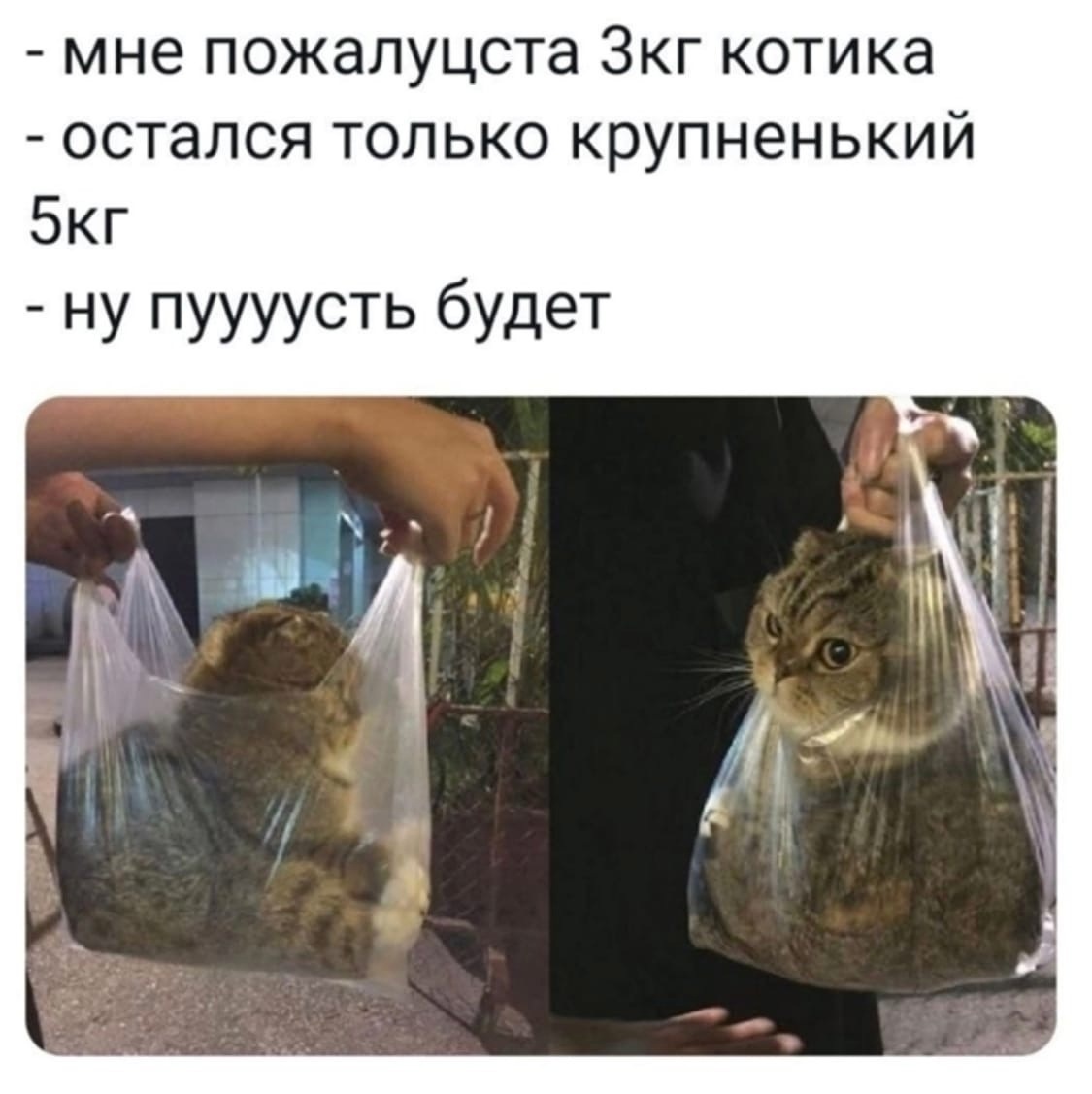 Кот с пакетом