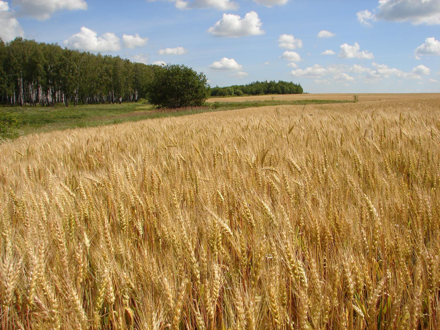 Ростовская область хлебные поля