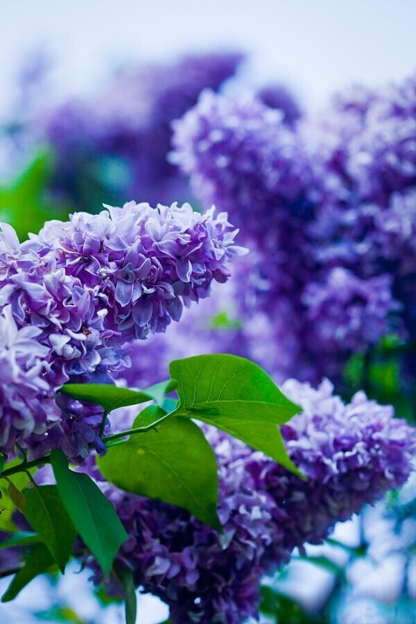 Фото сире. Сирень 2. Цветущая сирень. Бакр сирень. Lovely Lilac сирень.