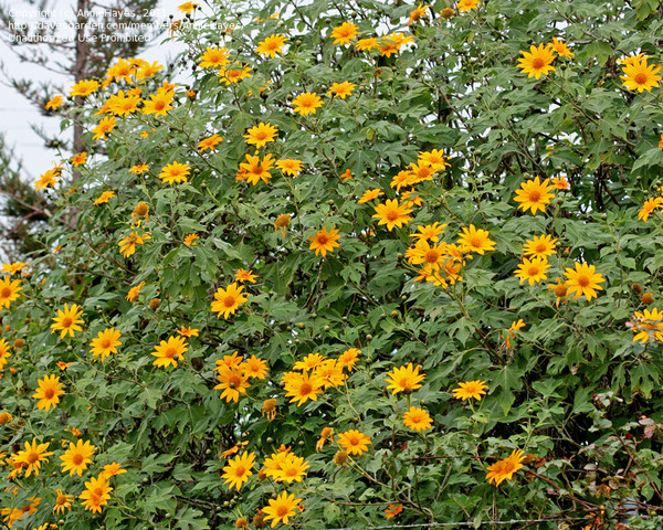 Титония-мексиканский подсолнечник!Солнце в каждый сад!Выращивание:http://chelsad.ru/index.php/odnoletniki/35-titoniya
