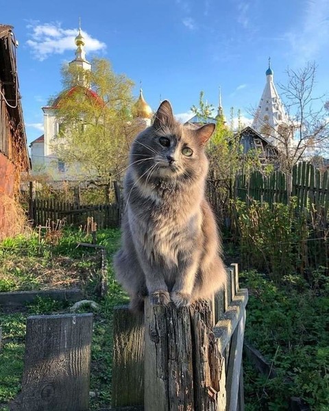 Что наша жизнь без кошек?.. Кошки - это меховые цветы. 
Из них можно собирать букеты. И благословенны руки 
тех, кто утешает братьев, наших меньших, и заботится 
об этих «цветах». И я горячо верю, я убеждён: ваши кошки 
обязательно замолвят за вас словечко перед Богом...

© Архимандрит Савва (Мажуко)