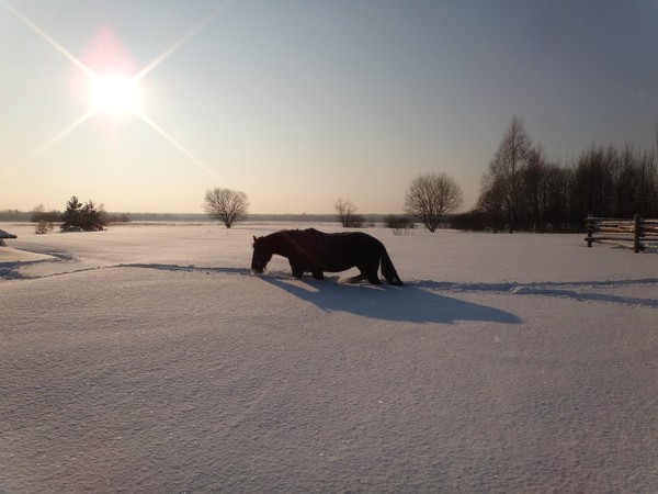 Ванда, снег и морозное Солнце.

#лошади #horses #животные #animals #Ванда #конные #прогулки #вседле #отдых #туризм #прокат #лошадей #конюшня #коннотуристическийкомплекс #турбаза #базаотдыха #Россия #Russia #Рязанскаяобласть #Спасскийрайон #село #Орехово #КТК #ВерхомпоМещёре #фото #снег #фотосессии @ Конно-туристический комплекс "Верхом по Мещёре"

Фото Корнеевой Наталии.