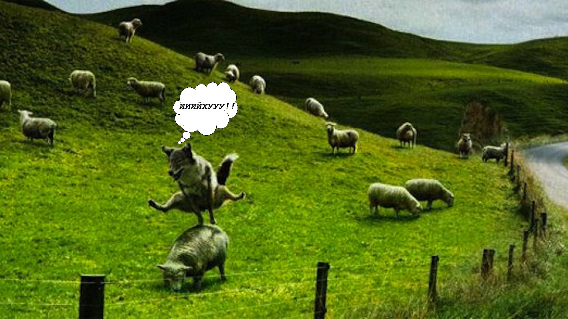 Овцы и ворота в поле