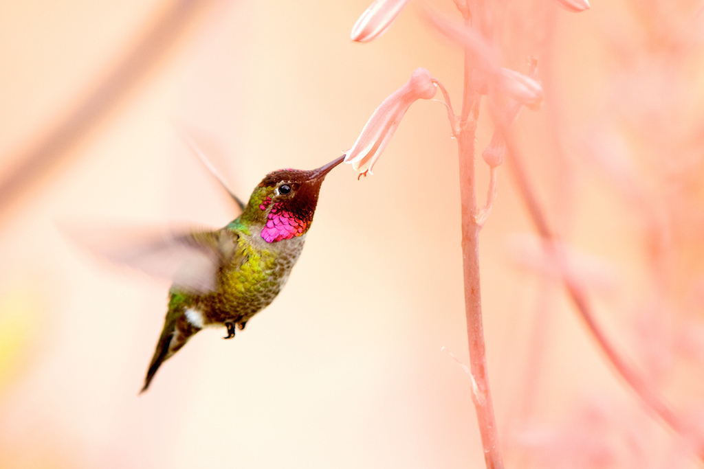 Удивительные колибри: полет хвостом вперед. 
