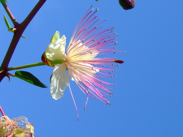 Каперс колючий
Capparis spinosa
Семейство: Каперсовые (Capparidaceae)
Происхождение: Средиземноморье, Азия

