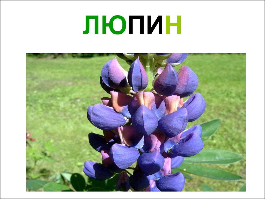 Люпины цитаты